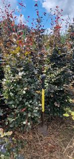 Rode beuken haagplanten, Ophalen of Verzenden, Beukenhaag, 100 tot 250 cm