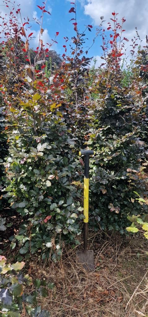 Rode beuken haagplanten, Tuin en Terras, Planten | Struiken en Hagen, Beukenhaag, 100 tot 250 cm, Ophalen of Verzenden