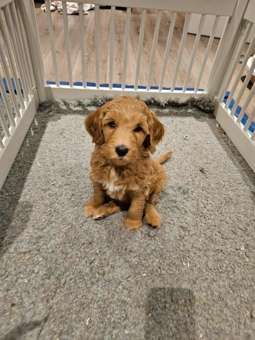 Labradoodle medium pups, 3 reutjes en 1 teefje, Dieren en Toebehoren, Honden | Retrievers, Spaniëls en Waterhonden, Reu, Overige rassen