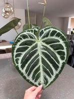 Anthurium crystallinum indo, Huis en Inrichting, Ophalen, Halfschaduw, Minder dan 100 cm