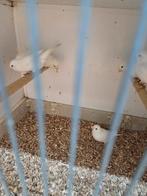Witte kanaries, Dieren en Toebehoren, Vogels | Kanaries, Meerdere dieren, Kleurkanarie