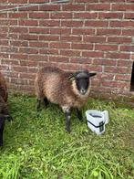 4 jonge ouessant ooien, Dieren en Toebehoren, Schapen, Geiten en Varkens, Vrouwelijk, Schaap, 0 tot 2 jaar