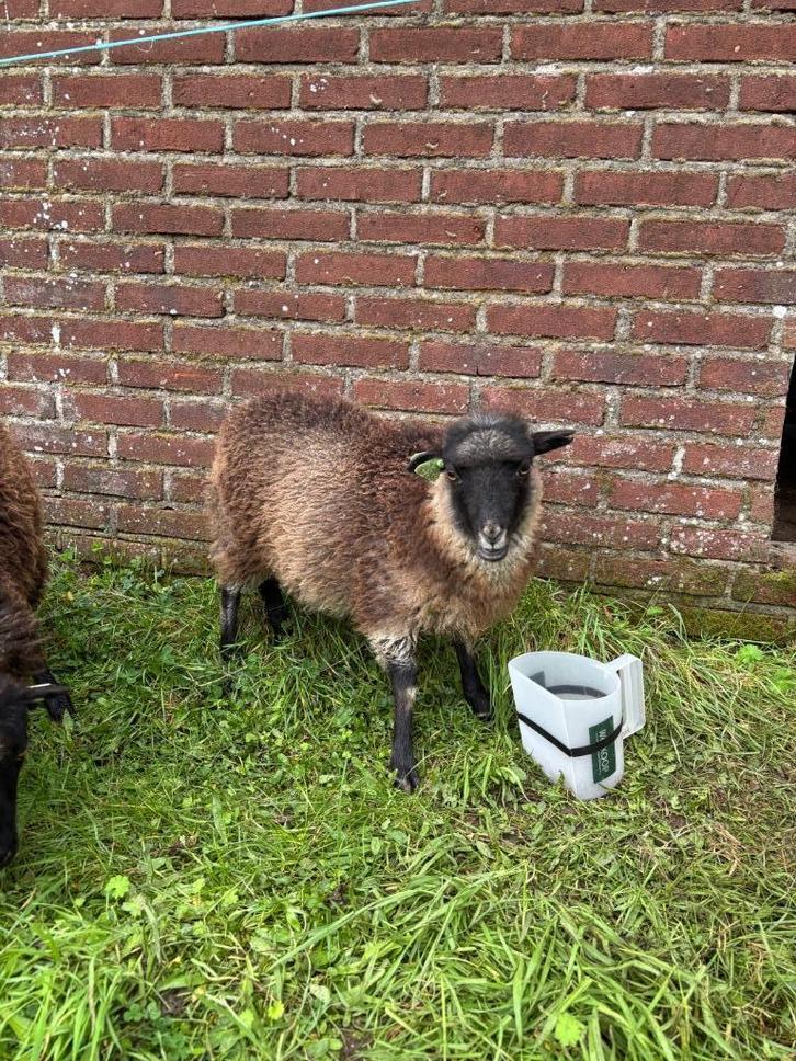 4 jonge ouessant ooien, Dieren en Toebehoren, Schapen, Geiten en Varkens, Schaap, Vrouwelijk, 0 tot 2 jaar