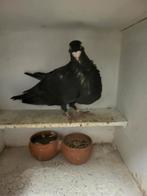 Laudino duivin kraai  2023 ✅️, Dieren en Toebehoren, Vogels | Overige Vogels, Meerdere dieren, Tropenvogel