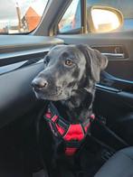 Onze lieve Ruby en haar vriendje Guus krijgen puppy's, Dieren en Toebehoren, Honden | Niet-rashonden, 8 tot 15 weken, Meerdere