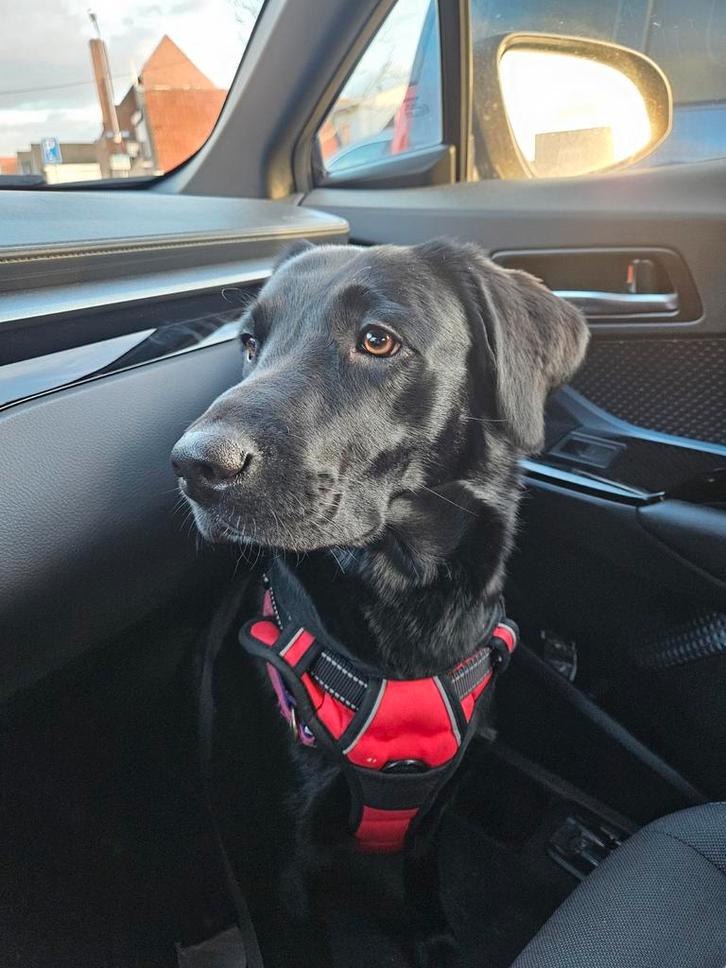 Onze lieve Ruby en haar vriendje Guus krijgen puppy's, Dieren en Toebehoren, Honden | Niet-rashonden, Middel, Meerdere dieren