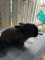 Baby konijntjes, Dieren en Toebehoren, Konijnen, Meerdere dieren, Dwerg