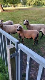 maasduin schapen, Dieren en Toebehoren, Schapen, Geiten en Varkens, Meerdere dieren, Schaap, 0 tot 2 jaar