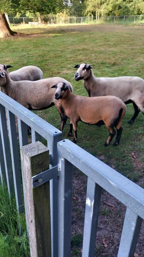 maasduin schapen, Dieren en Toebehoren, Schapen, Geiten en Varkens, Schaap, Meerdere dieren, 0 tot 2 jaar