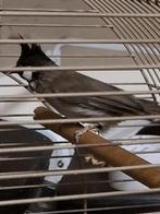 Himalaya buulbuul xxl man, Dieren en Toebehoren, Mannelijk, Tropenvogel