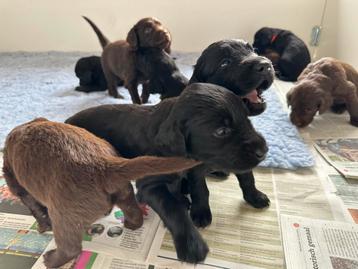 Pups Flatcoated retriever X Duitse staande langhaar kruising beschikbaar voor biedingen