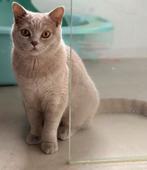 Britskorthaar Lilac poes te koop!