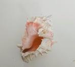 Zeer mooie Pink Murex zeeschelp 11 cm, Verzamelen, Mineralen en Fossielen, Ophalen of Verzenden, Schelp(en)