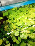 Hydrocotyle leucocephala (Braziliaanse klimop), Dieren en Toebehoren, Vissen | Aquaria en Toebehoren, Plant(en), Steen of Hout