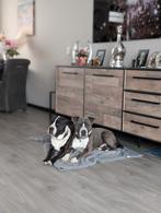 Amerikaanse Stafford pups, 8 tot 15 weken, American Staffordshire Terriër, Meerdere, Meerdere dieren