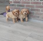 Mooie kleinblijvende Cockapoo pups te koop, Nederland, Overige rassen, CDV (hondenziekte), 8 tot 15 weken