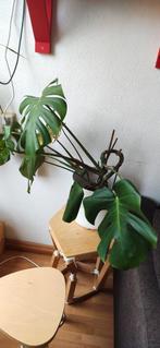 Monstera Deliciosa - Gatenplant, Vaste plant, Bloeit niet, Halfschaduw, Ophalen