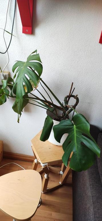 Monstera Deliciosa - Gatenplant beschikbaar voor biedingen