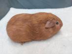 2 jonge cavia beertjes, Dieren en Toebehoren, Cavia, Augustus, Mannelijk, Tam