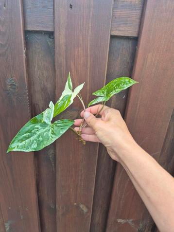 Syngonium albo variegata stekken beschikbaar voor biedingen