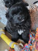 Lief teefje Pomeriaan x Boomer!🐶🩷, Overige rassen, 8 tot 15 weken, Teef, Eén hond