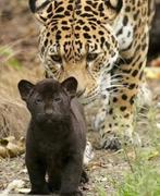 1x e-kaarten voor entree Artis, geldig t/m 31 Januari 2026, Tickets en Kaartjes, Recreatie | Dierentuinen, Eén persoon, Ticket of Toegangskaart