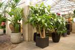 Gezocht Gratis kamerplant(en), Huis en Inrichting, Kamerplanten, Overige soorten, Minder dan 100 cm, Halfschaduw, Ophalen