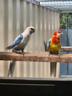 Kweekkoppel rosella, Meerdere dieren, Parkiet
