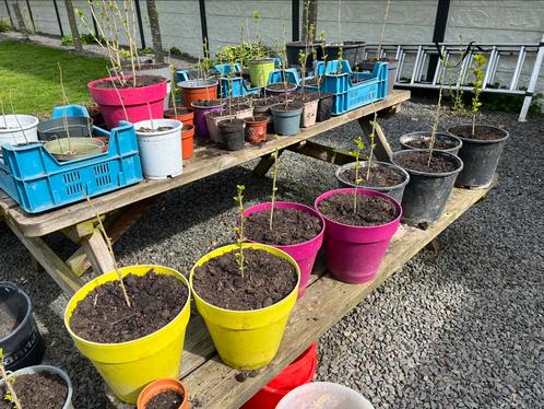 Hibiscus stekjes, plantjes nu uitzoeken diverse kleuren, Tuin en Terras, Planten | Struiken en Hagen, Struik, Overige soorten