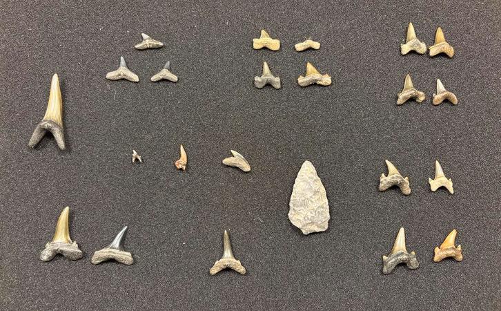 Schitterende set haaientanden uit Monmouth, USA, Verzamelen, Mineralen en Fossielen, Fossiel, Ophalen of Verzenden