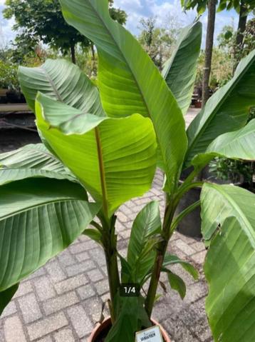 Japanse vezelbananenplant (Musa basjoo) beschikbaar voor biedingen