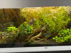 Algeneters en platies te koop, Dieren en Toebehoren, Vissen | Aquaria en Toebehoren, Ophalen, Zo goed als nieuw, Overige typen