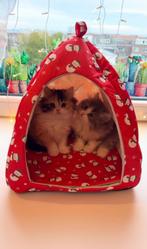 Prachtige Perzische Kittens, Dieren en Toebehoren, Katten en Kittens | Raskatten | Langhaar, Meerdere dieren, Ontwormd