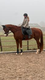 Lease/verzorg/bijrijd paard of pony gezocht!, Ophalen of Verzenden, Nieuw, Rijden