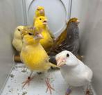 zingende bastaard kanaries, Dieren en Toebehoren, Vogels | Kanaries, Meerdere dieren, Bastaard