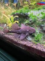 Borstel neus ancistrus, Dieren en Toebehoren, Vis, Zoetwatervis