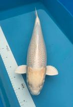 Yamabuki van ogata, Dieren en Toebehoren, Karper of Koi