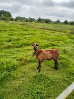 Barbados Black Belly haarschaap ooi, Dieren en Toebehoren, Schapen, Geiten en Varkens, Vrouwelijk, Schaap
