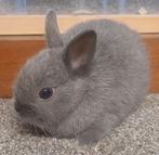 echt kleurdwerg konijntje, Dieren en Toebehoren, Konijnen, Mannelijk, Dwerg, 0 tot 2 jaar