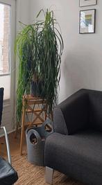 Grote Beaucarnea Recurvata (Olifantenpoot) – 110 cm – gezon, Huis en Inrichting, Ophalen of Verzenden, Zo goed als nieuw, Minder dan 150 cm