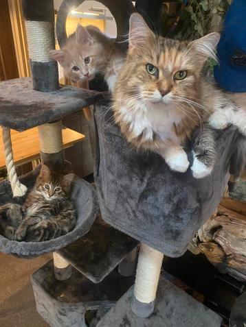 Main coon xxl kittens te koop beschikbaar voor biedingen