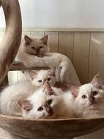 ⭐️⭐️⭐️⭐️⭐️Cinnamon mink Ragdoll kitten met stamboom, Dieren en Toebehoren, Katten en Kittens | Raskatten | Langhaar, Kater, Gechipt