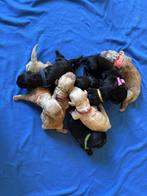 Labradoodle te koop, Dieren en Toebehoren, Honden | Niet-rashonden, Meerdere, Meerdere dieren, Middel, Nederland
