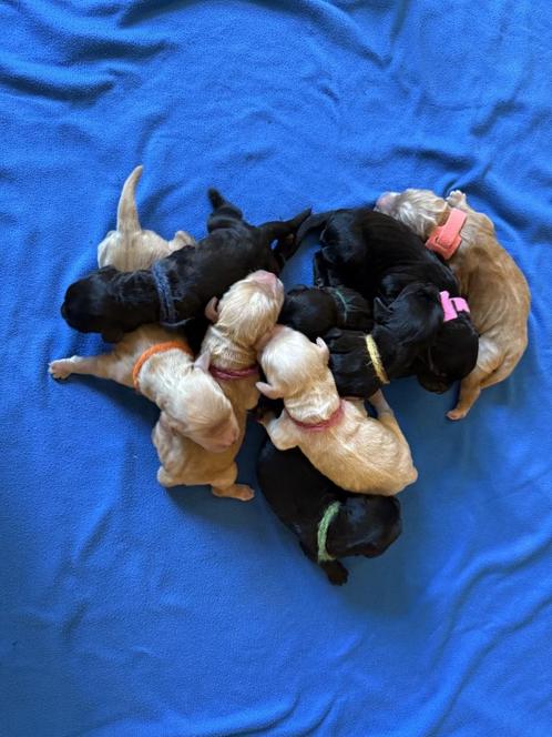 Labradoodle te koop, Dieren en Toebehoren, Honden | Niet-rashonden, Middel, Meerdere dieren, Particulier, Meerdere, Nederland