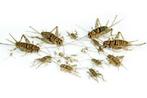 kakkerlakken, krekels, meelwormen, wasmot etc evt per post, Dieren en Toebehoren, Insecten en Spinnen