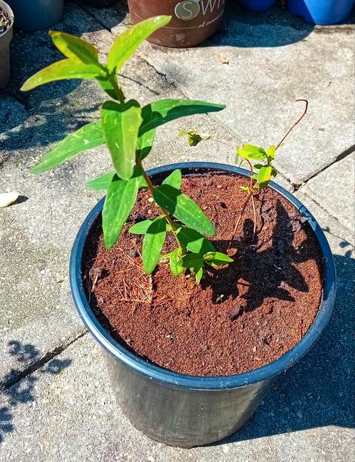 Hypericum 'Hidcote te koop, Tuin en Terras, Planten | Tuinplanten, Vaste plant, Overige soorten, Volle zon, Zomer, Ophalen