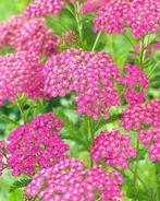 12 voor 15. Achillea millefolium 'Lilac Beauty'. Duizendblad, Tuin en Terras, Planten | Tuinplanten, Overige soorten, Volle zon