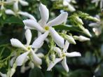 Restpartij 100 Toscaanse jasmijn wintergroene klimplant
