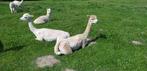 Alpaca merrie, Dieren en Toebehoren, Overige Dieren, Vrouwelijk, Voor 1 juli 2024