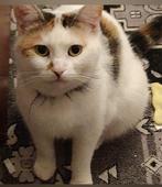 kittens, Dieren en Toebehoren, Meerdere dieren, Gechipt, 0 tot 2 jaar